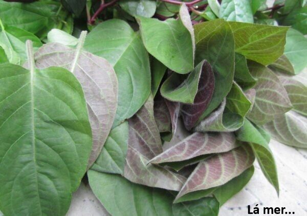 Ngay Cả Khi Hậu Tận Thế, Thật Hạnh Phúc Khi Vẫn Còn Được Sống... (Puchimasu Miếu) - Chương 48.2 - Trang 15