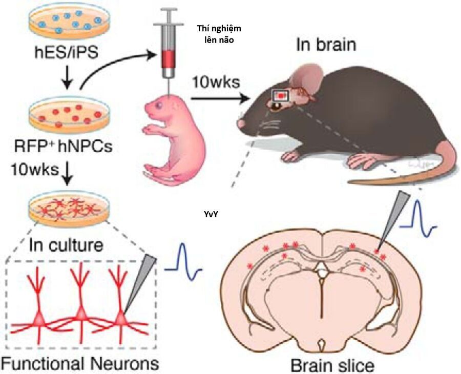 Ngay Cả Khi Hậu Tận Thế, Thật Hạnh Phúc Khi Vẫn Còn Được Sống... (Puchimasu Miếu) - Chương 50.2 - Trang 18