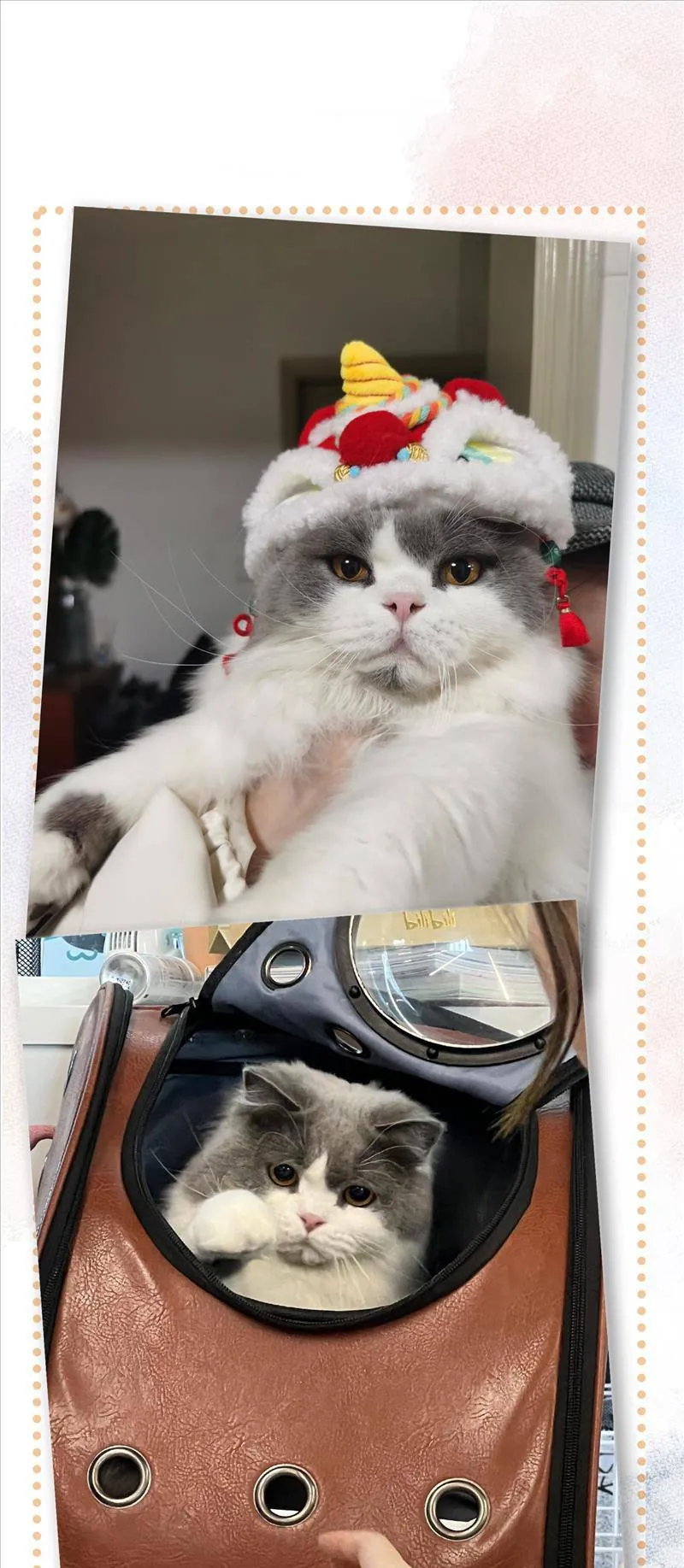 Lục Lạc Mèo - Chương 22 - Trang 14