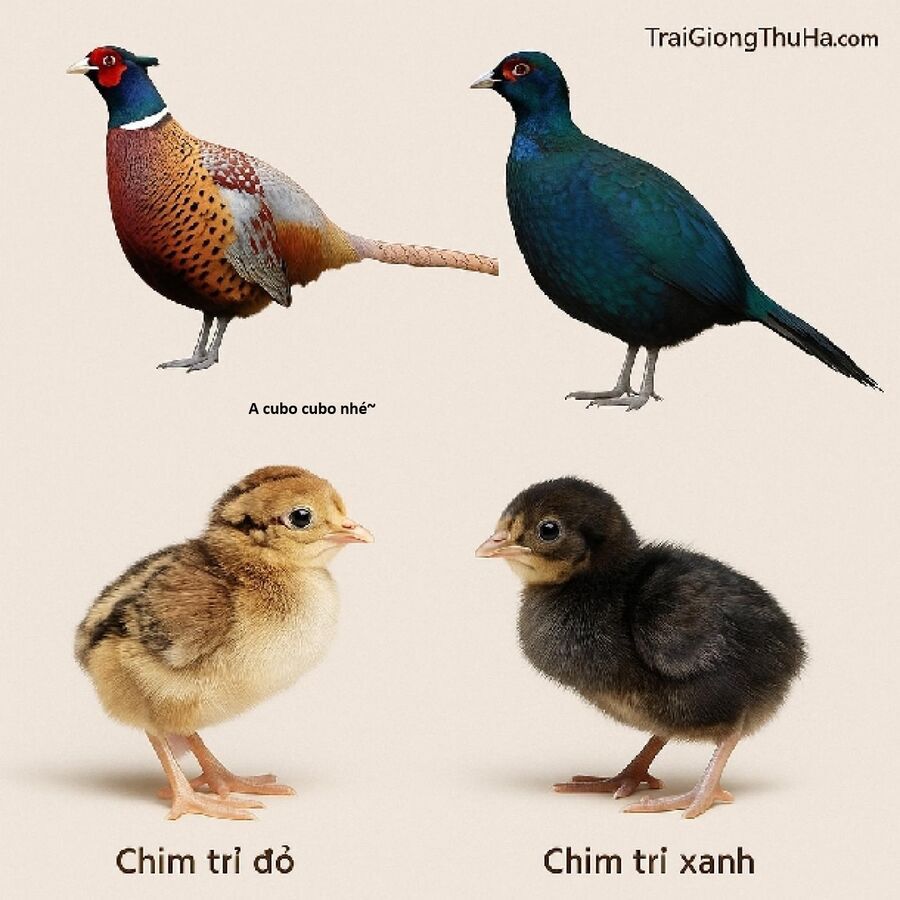 Hổ Đến Chơi Nhà - Chương 173 - Trang 14